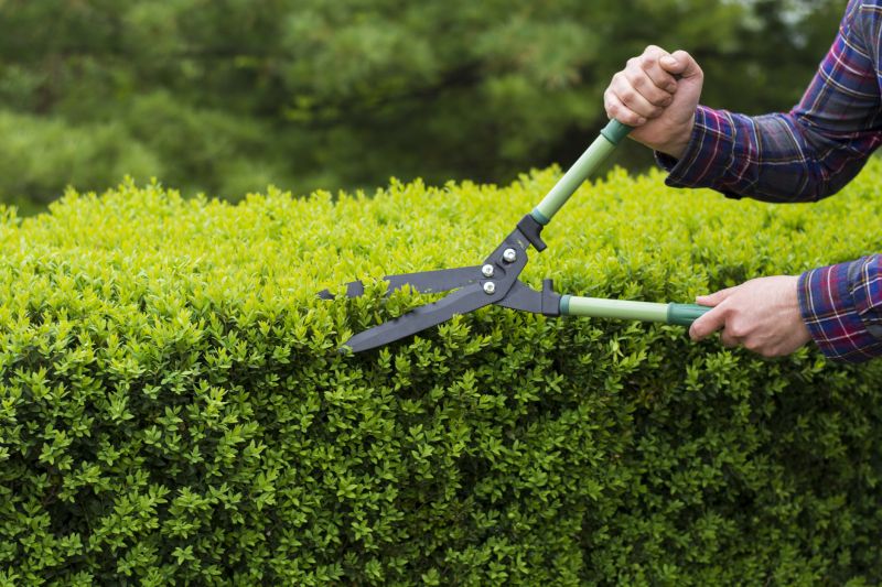 Pruned Evergreen Shrubs