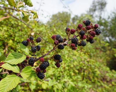 Clear Area of Shrubs!